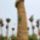 Egi_piller_9_m_hosszu_changchun_ls_elmenypark_kina_a_vilag_legnagyobb_penisze_899561_57519_t