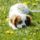 Small_dog_899201_48375_t