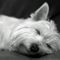 westie sleep