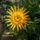 Gazania_809358_45574_t