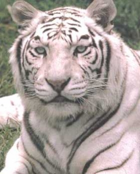 bengáli tigris fehér