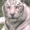 bengáli tigris fehér