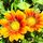 Gazania_8433_680299_t