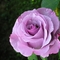Rózsa lilában
