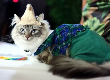 05_Algonquin Cat Fashion Show
