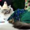 05_Algonquin Cat Fashion Show