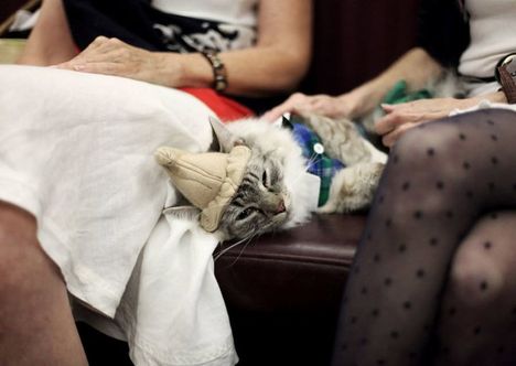 06_Algonquin Cat Fashion Show