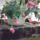 8552939_31306117eea93e905c34e20854c2bbab_s_911487_62462_t