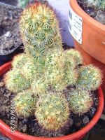 Mammillaria elongata