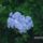 Olomvirag_911466_52033_t