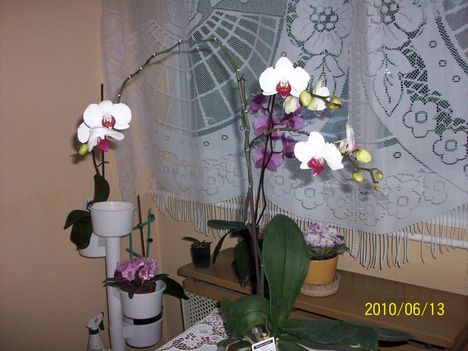 orchidea012