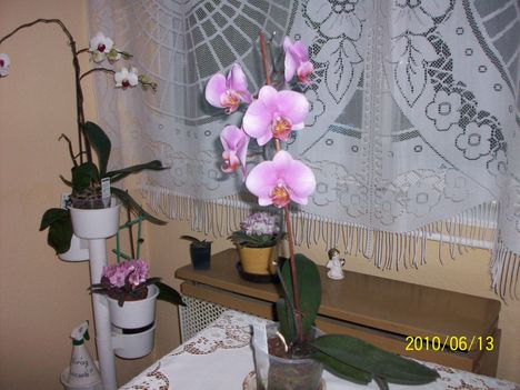 orchidea013