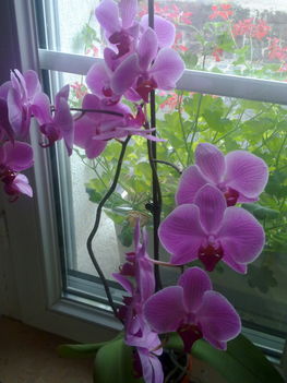 orchidea_001