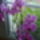 Orchidea_001_911138_44866_t