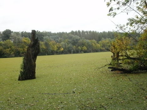 ÉRINTETLEN TERMÉSZET : HOLT TISZA