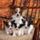 Cute_dog_family1227_913951_44884_t