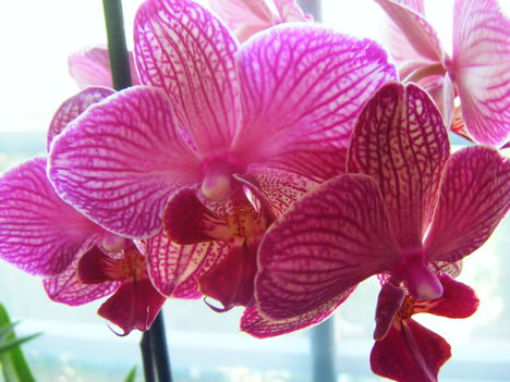 orchideák 2