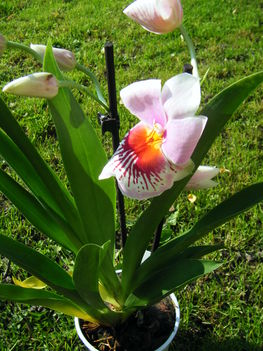 orchideák 3