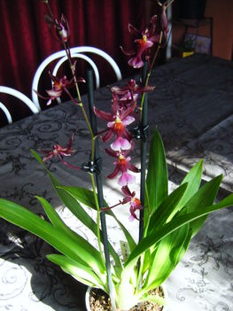 orchideák 4