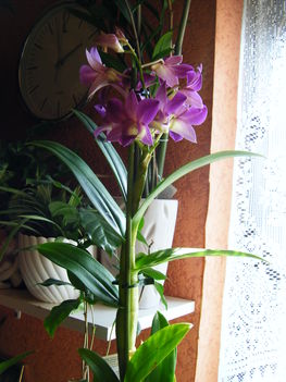orchideák 9