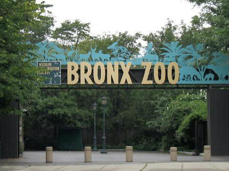 Bronx ZOO.