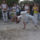 Capoeira_iiiii_by_flipflopgd30qw6g_914751_37626_t
