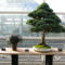 brooklyn-bonsai_03