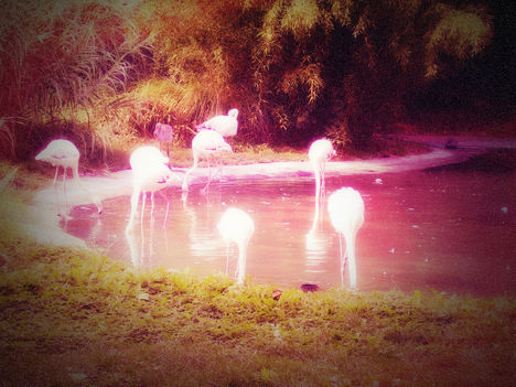 Flamingo háttér