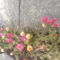 Virágok 1