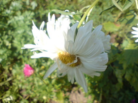 Virágok 4