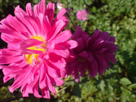 Virágok 5