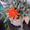 virágzó kaktusz 3