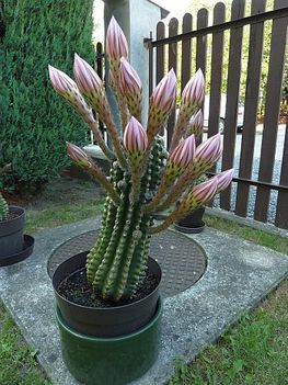 virágzó kaktusz 4
