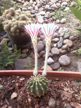 másik kaktusz is virágzott