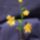 Szeplos_liliom_919446_79694_t