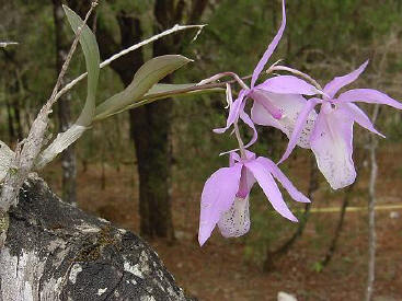 barkeria spectabilis 2