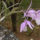 Barkeria_spectabilis_2_910070_50003_t