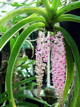 barkeria spectabilis 4