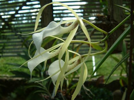 brassavola nodosa 1