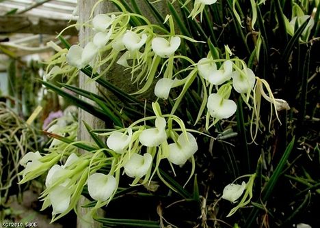 brassavola nodosa 2