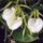 Brassavola_nodosa_3_910075_99898_t