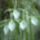 Brassavola_tuberculata_1_910077_19721_t