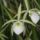 Brassavola_tuberculata_2_910078_86968_t