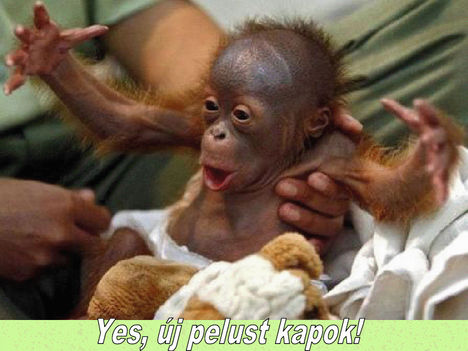 yesuj_pelust_kapok_514390_62360_n_827152_26924_n