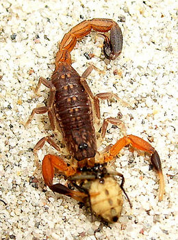 H. caboverdensis