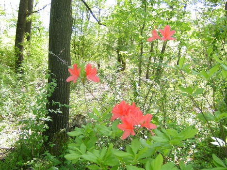 nyári Arborétum rhododendronjai