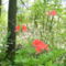 nyári Arborétum rhododendronjai