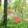 Nyari_arboretum_rhododendronjai_922083_44776_t