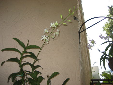 orchideák 10
