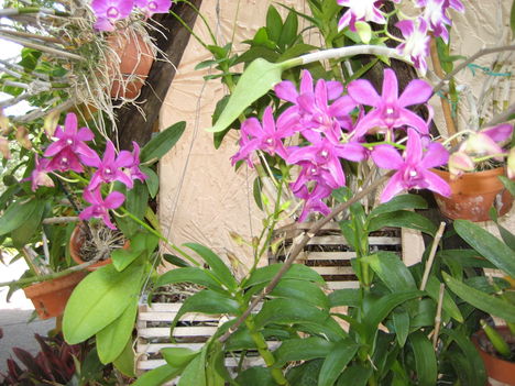 orchideák 6